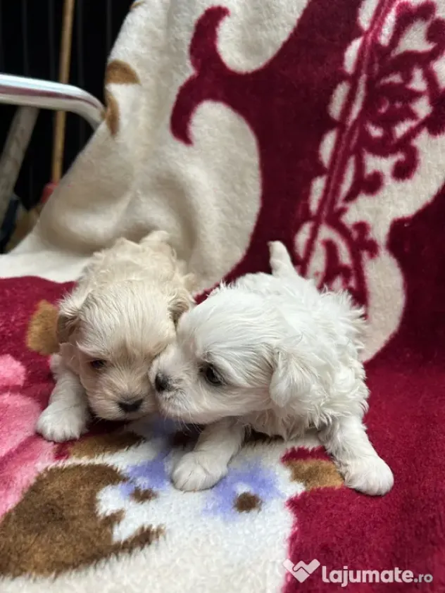 Cățelușe bichon maltez