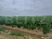 Teren intravilan de vanzare, parcelat, 11379 mp, Salcea 