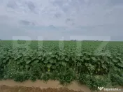 Teren intravilan de vanzare, parcelat, 11379 mp, Salcea 