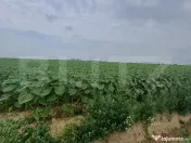 Teren intravilan de vanzare, parcelat, 11379 mp, Salcea 