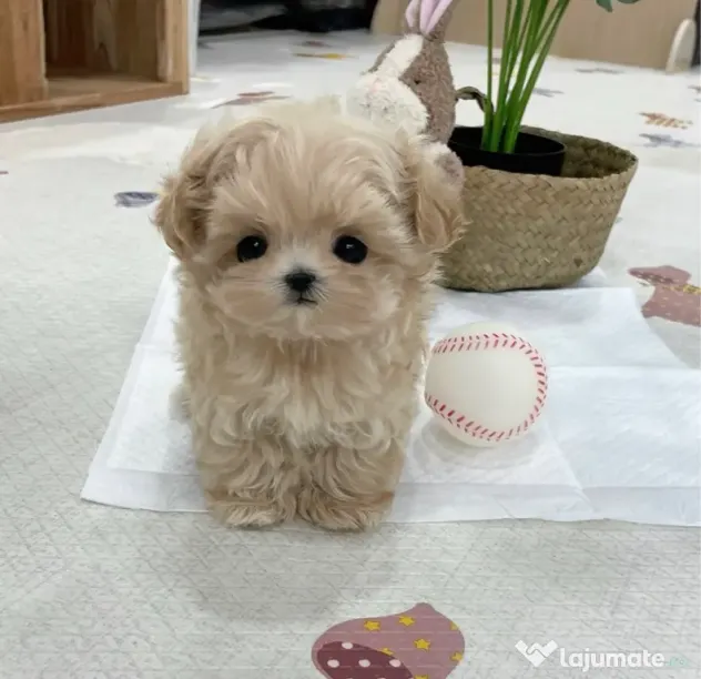 Maltipoo Mini toy