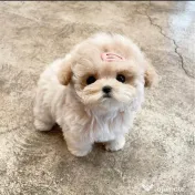 Maltipoo Mini toy 