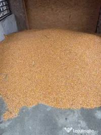 Porumb boabe