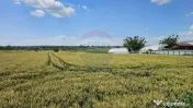 Teren 15,000mp Salcea-Prelipca, Suceava