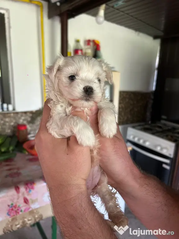 pui bichon maltez - 2 luni jumătate