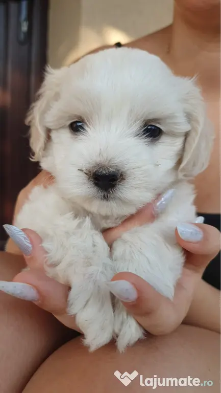 pui bichon maltez - 2 luni jumătate