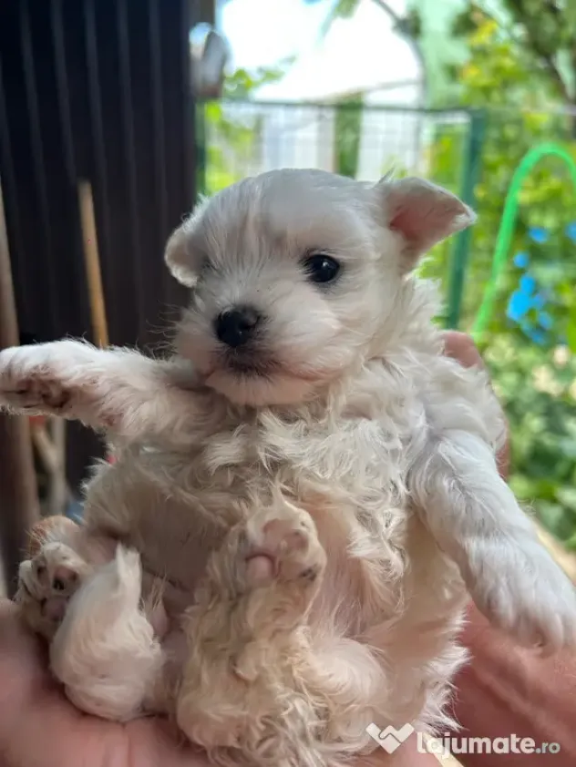 pui bichon maltez - 2 luni jumătate