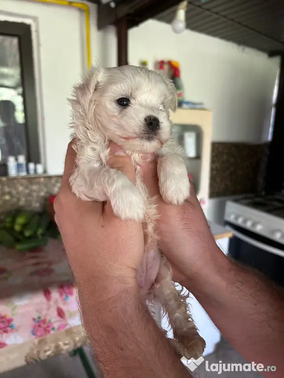 pui bichon maltez - 2 luni jumătate