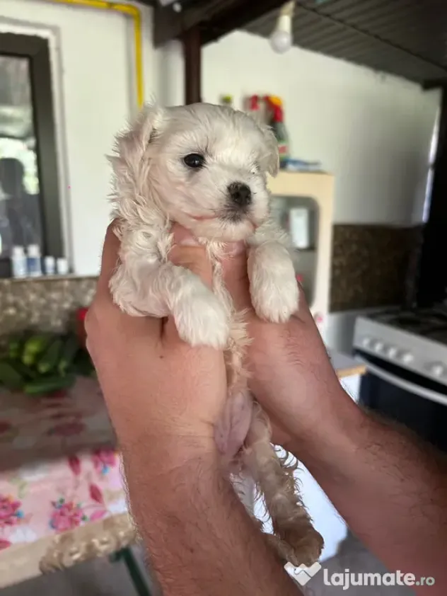 pui bichon maltez - 2 luni jumătate