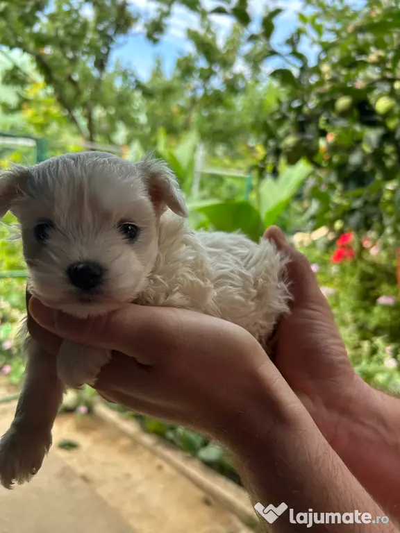 pui bichon maltez - 2 luni jumătate