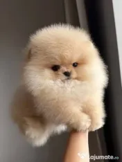 Pomeranian mini de excepție