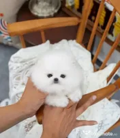 Pomeranian mini de excepție