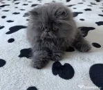 Pisicuță persană blue