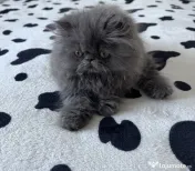 Pisicuță persană blue