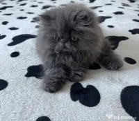 Pisicuță persană blue 