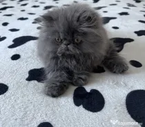 Pisicuță persană blue