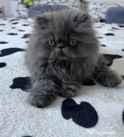 Pisicuță persană blue