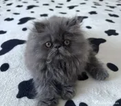 Pisicuță persană blue
