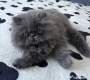 Pisicuță persană blue