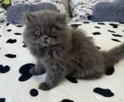 Pisicuță persană blue