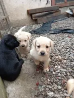 Puiuți de Labrador