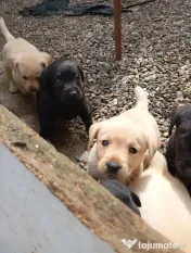 Puiuți de Labrador 