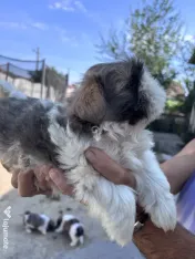 Puișori Shih Tzu (băieței) își caută familii iubitoare-adoptie 