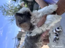 Puișori Shih Tzu (băieței) își caută familii iubitoare