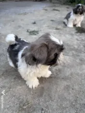 Puișori Shih Tzu (băieței) își caută familii iubitoare-adoptie 