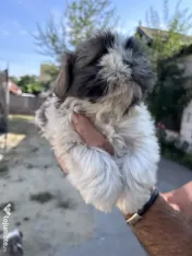 Puișori Shih Tzu (băieței) își caută familii iubitoare-adoptie 