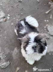 Puișori Shih Tzu (băieței) își caută familii iubitoare-adoptie 