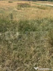 Teren intravilan de vanzare, cartier Dumbrava Nord 