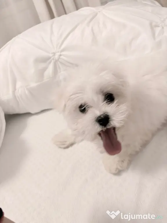 Bichon maltesse alb 2 luni minii toy