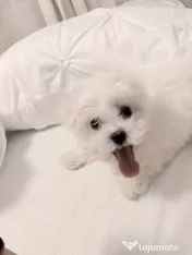 Bichon maltesse/maltez alb 2 luni mini toy
