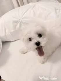 Bichon maltesse/maltez alb 2 luni mini toy