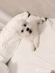 Bichon maltesse/maltez alb 2 luni mini toy
