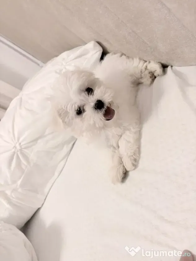 Bichon maltesse alb 2 luni minii toy