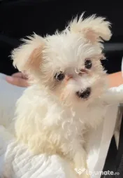 Bichon maltez (mini toy) - pui (femela) 3 luni 