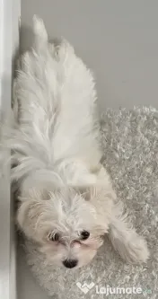 Bichon maltez (mini toy) - pui (femela) 3 luni 