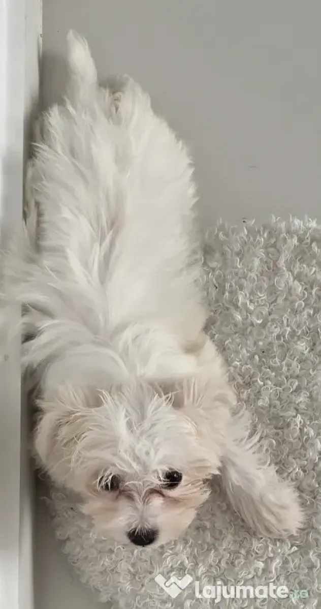 Bichon maltez (mini toy) - pui (femela) 3 luni