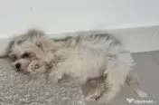 Bichon maltez (mini toy) - pui (femela) 3 luni 