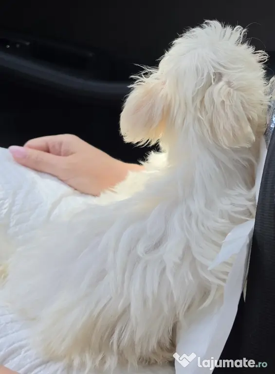 Bichon maltez (mini toy) - pui (femela) 3 luni