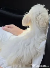 Bichon maltez (mini toy) - pui (femela) 3 luni 