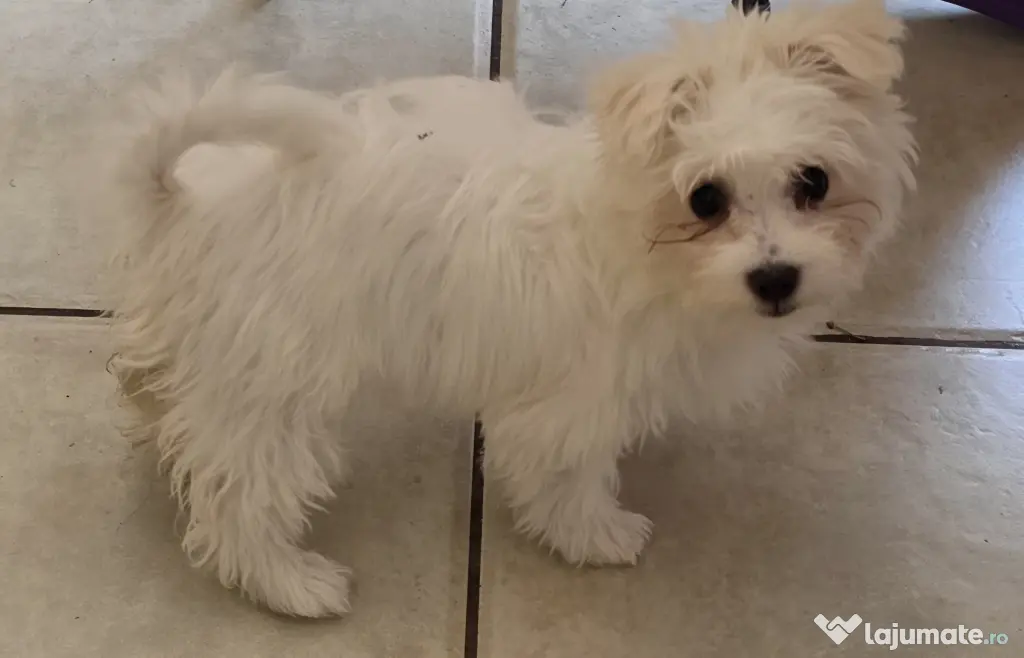 Bichon maltez (mini toy) - pui (femela) 3 luni