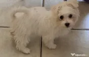 Bichon maltez (mini toy) - pui (femela) 3 luni 