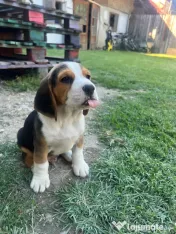 Pui Beagle tricolor
