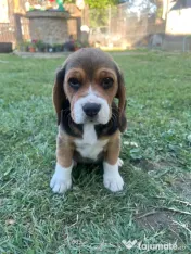 Pui Beagle tricolor