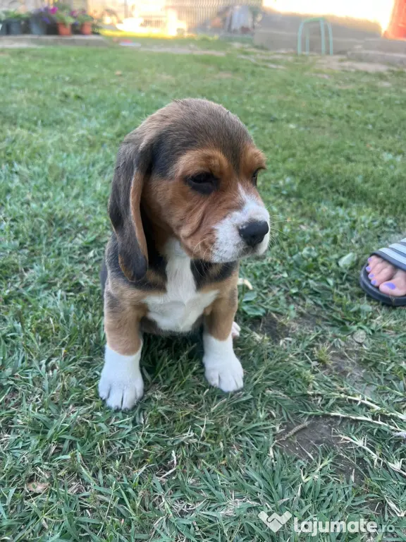 Pui Beagle tricolor
