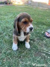 Pui Beagle tricolor