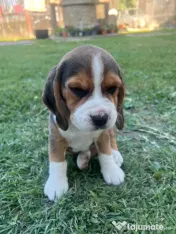 Pui Beagle tricolor